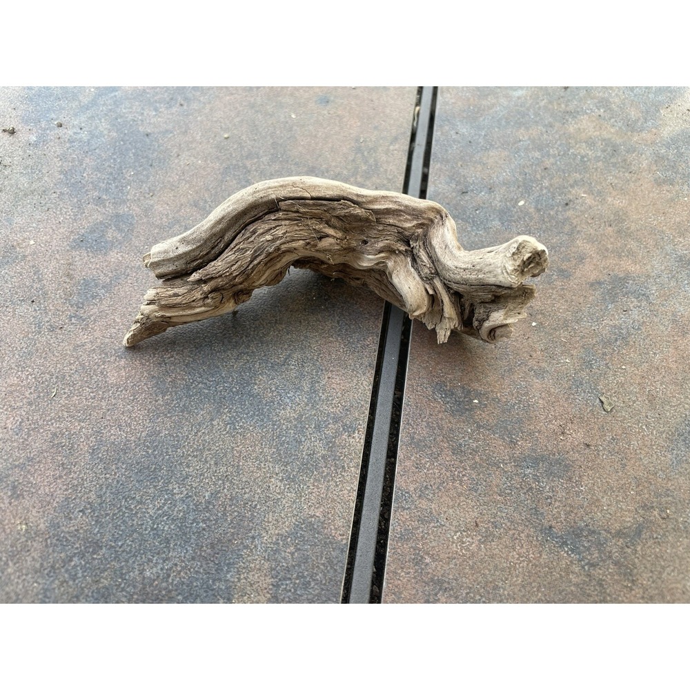 Natural Driftwood for Plants Terrarium‎ Taxidermy Art Projects
